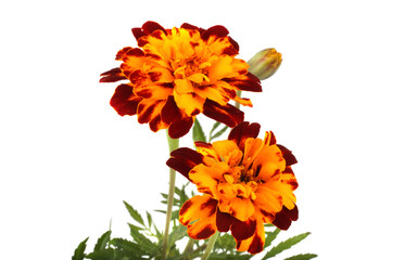 Growing marigolds isolated on white