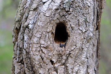 a hole in a tree