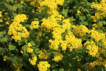 Yellow chrysanthemums background