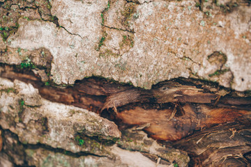 tree bark background