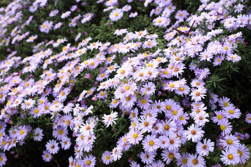 Violet chrysanthemums background