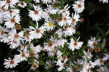 White chrysanthemums background