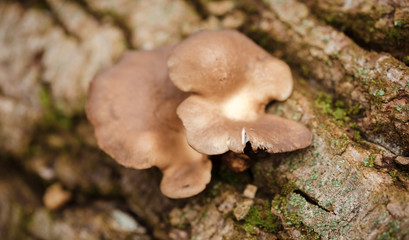 Mushroom