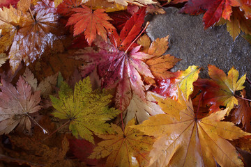 Autumn leaves in forest