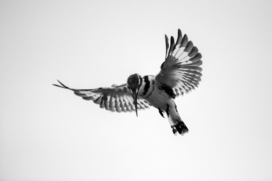 A close up black and white photograph of a hovering Pied Kingfisher hunting for its prey, with a white background, taken in the Madikwe Game Reserve, South Africa.