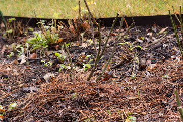 bushes of roses without leaves after winter in the garden
