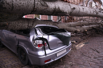 a hurricane knocked down trees on cars