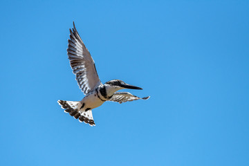 A close up photograph of a Pied Kingfisher in full flight, against a deep blue sky, taken in the Madikwe game Reserve, South Africa.