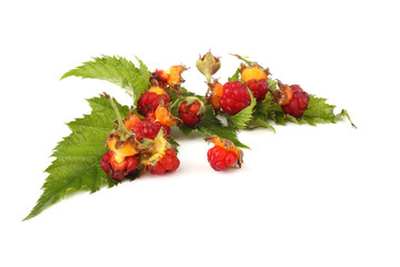 Korean raspberry (Rubus crataegifolius)