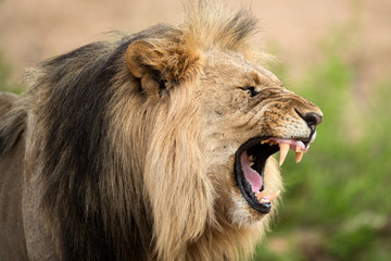 A close up dramatic profile portrait of a growling male lion, with its mouth wide open and teeth bared, taken in the Madikwe Game Reserve, South Africa.