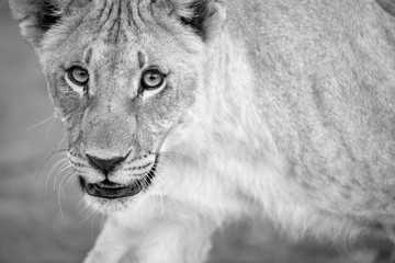 A black and white close up portrait of a walking female lioness looking straight at the camera, taken in the Madikwe Game Reserve, South Africa.