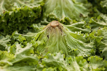 Green salad vegetables grow in plots.Close up of salad
