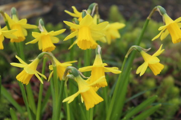 daffodils in garden