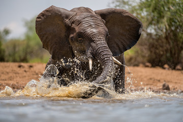 A close up action portrait of a swimming elephant, splashing, playing and drinking in a waterhole...