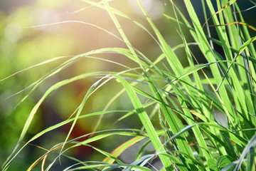 Lemongrass grown in the vegetable garden, herbs have medicinal properties.