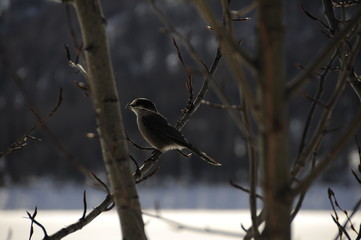 bird on branch
