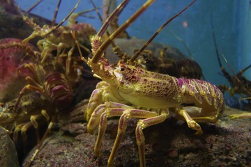 Spiny lobster or crayfish underwater in the ocean.