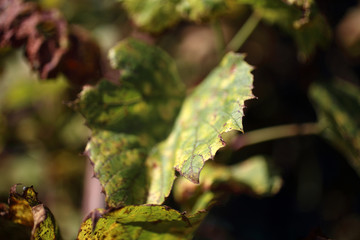 Autumn grape plant