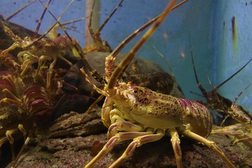 Spiny lobster or crayfish underwater in the ocean.