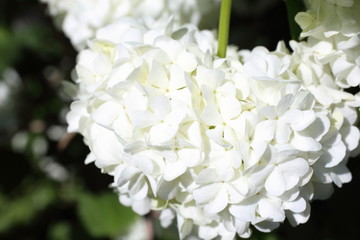 Buldenezh blossom. White flowers