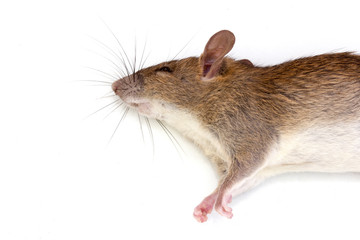 dead rat isolated on white background,