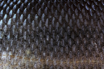 Rudd fish scales background © Alex Coan