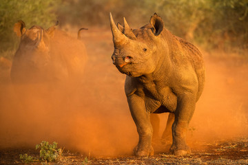 An action photograph of two female black rhinos charging at the game vehicle, kicking up red dust...