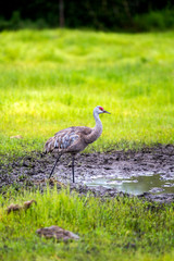 Sandhill Crane