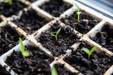 paprika plants that sprout in small containers. planting vegetable garden. growing paprika plants.