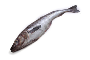 Alaska pollock on white background