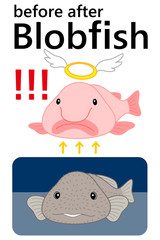 ブロブフィッシュ ニュウドウカジカ ビフォーアフター セット ベクター イラスト