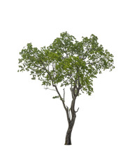 A tree on a white background.