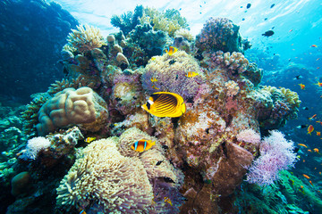 Naklejka na ściany i meble Red sea yellow butterflyfish. Underwater world scuba dive experience. Snorkeling coral reef nature background. Transparent clear sea water. Vibrant color wildlife.
