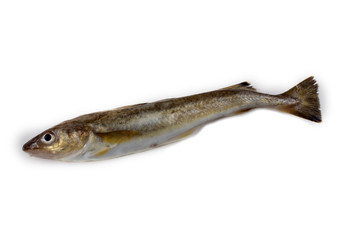 Saffron cod isolated on white