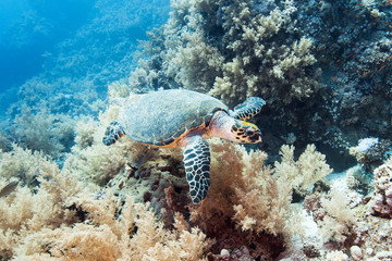 Red sea turtle. Snorkeling background. Amazing dive experience. Under water world. Deep sea wildlife. Animals living in the water.
