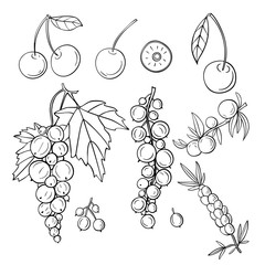 Set of hand-drawn berries illustration. Currant , cherry , sea buckthorn illustration. - 330317752