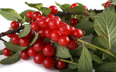 Nanking cherry on branch