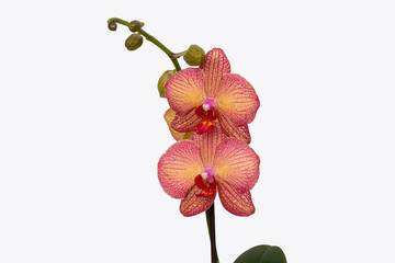 Naklejka na ściany i meble Orange Farbene Orchidee
