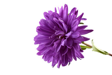 Violet aster isolated on white