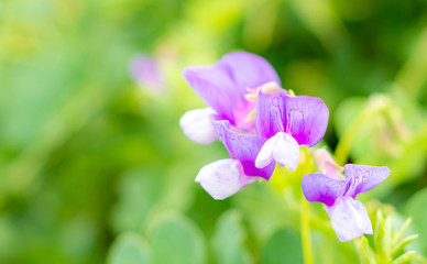 花開くハマエンドウ