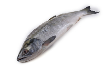 Arctic char