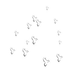pigeon logo