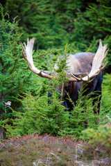 Majestic Moose