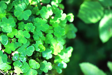 Fototapeta na wymiar Background from plant clover four leaf. Irish traditional symbol. St.Patrick 's Day.