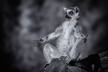 little buddha lemur © ri