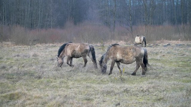 Very rare Polish wild grey ponies. Natural park in Eastern Poland.