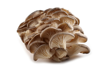 Oyster mushrooms isolated on white