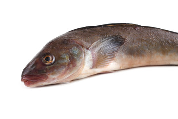 Sea bass isolated on white