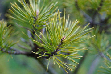 Pine tree branch close up on sunny day