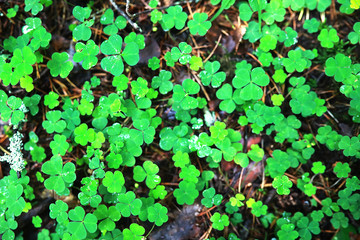 Background from plant clover four leaf. Irish traditional symbol. St.Patrick 's Day.